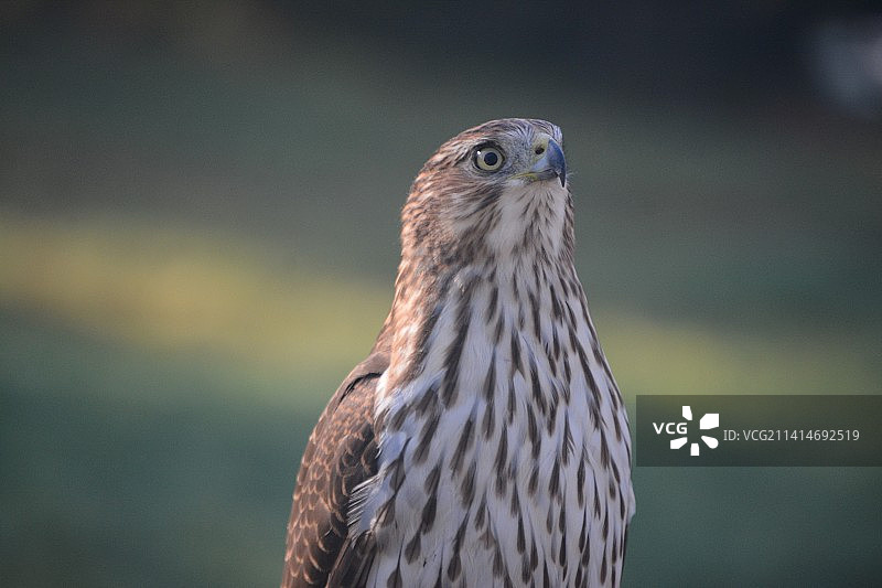 美国宾夕法尼亚州格林斯堡，老鹰特写图片素材