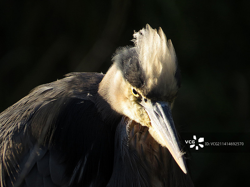 户外栖息的苍鹭特写，迷失泻湖小径，加拿大图片素材