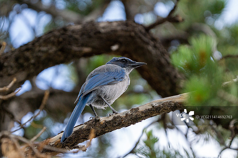 栖息在树枝上的加州丛鸦特写图片素材