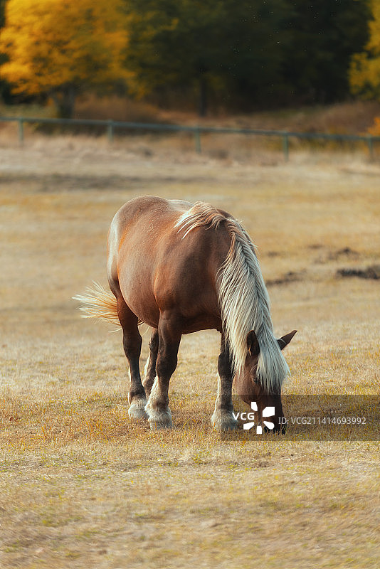 法国里昂，小马在田野里吃草的侧视图图片素材
