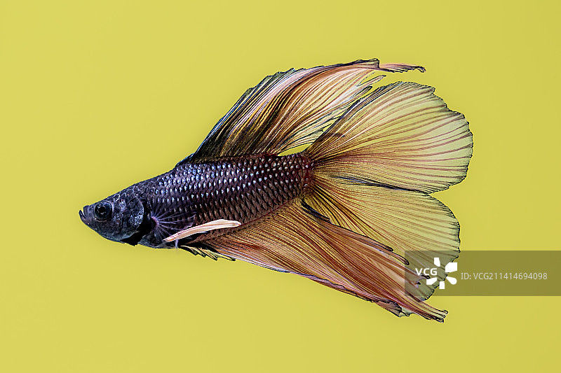 黄色背景下的斗鱼特写，澳大利亚昆士兰州布里斯班图片素材