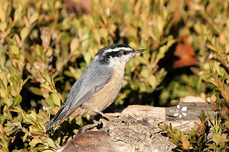 加拿大安大略省红胸鳾栖息岩石特写图片素材