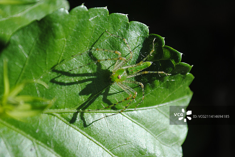 树叶上的昆虫特写，洪都拉斯图片素材