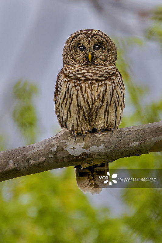 栖息在树枝上的横斑侏儒鸮肖像，美国密苏里州图片素材