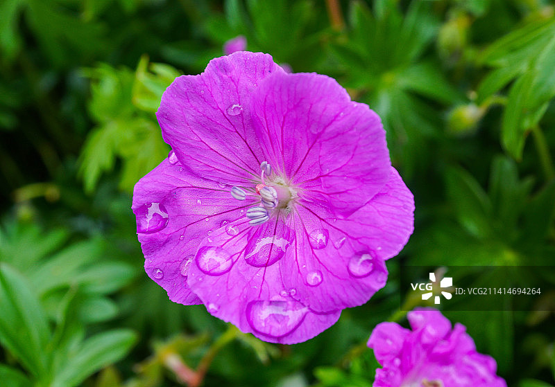 新西兰达尼丁潮湿的粉色花朵特写图片素材