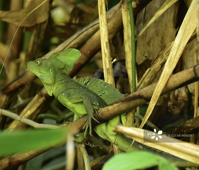 蜥蜴在植物上的特写，哥斯达黎加利蒙图片素材