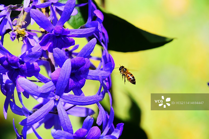 蜜蜂在紫色花朵上采蜜特写，危地马拉图片素材