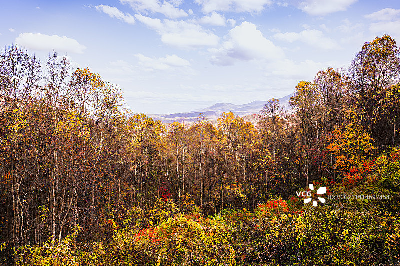 秋季美国田纳西州鸽子谷森林中映衬天空的树木图片素材