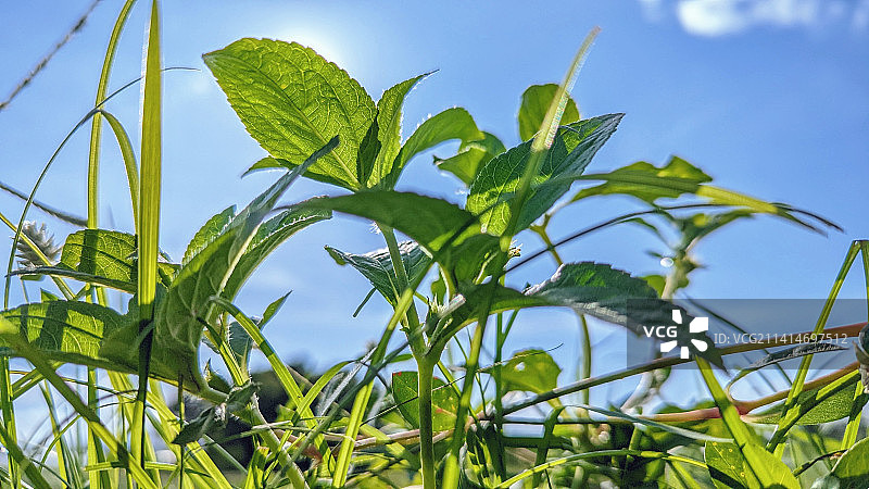 仰视视角植物美景图片素材