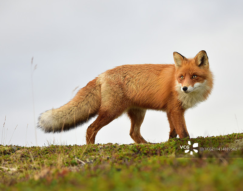 站在田野上，以天空为背景的红狐画像图片素材