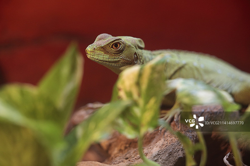 西班牙坎塔布里亚圣蒂利亚纳德尔马，植物上的鬣蜥特写图片素材