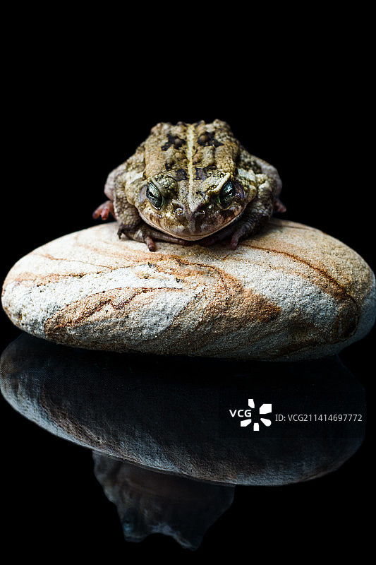 埃及亚历山大黑色背景下的岩石上的青蛙特写图片素材