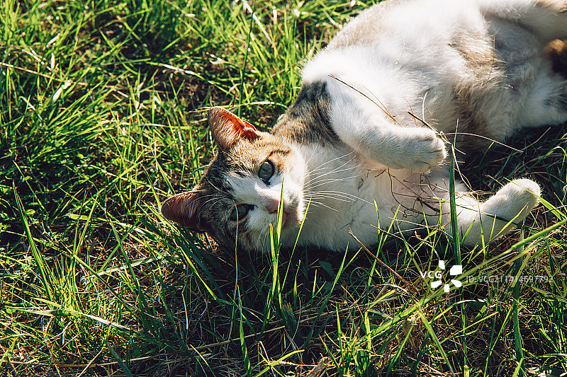 街上漂亮的猫躺在草地上晒太阳图片素材