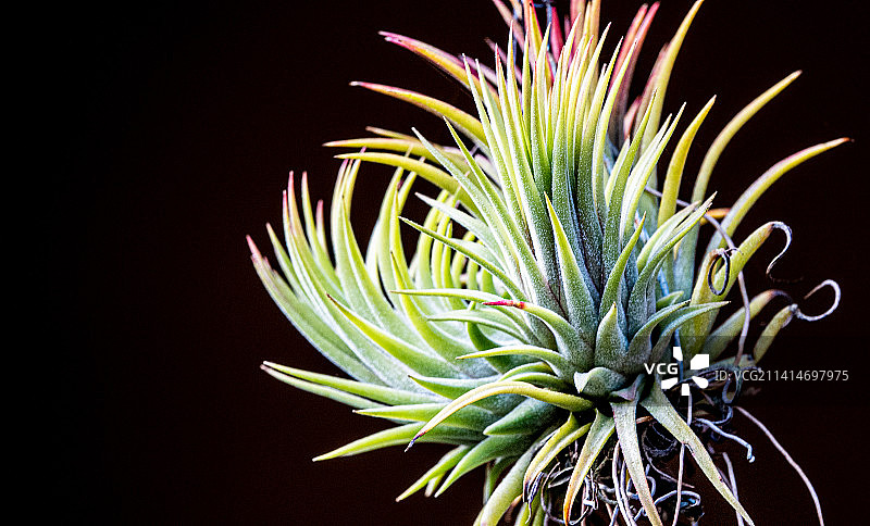 佛罗里达州植物特写，美国图片素材