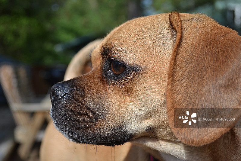 比格犬特写，深溪湖，马里兰州，美国图片素材