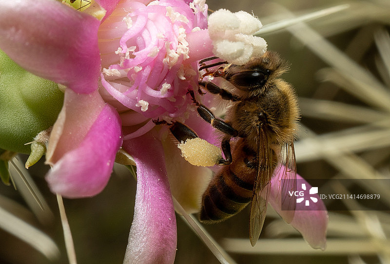 蜜蜂在美国亚利桑那州粉色花朵上采蜜特写图片素材
