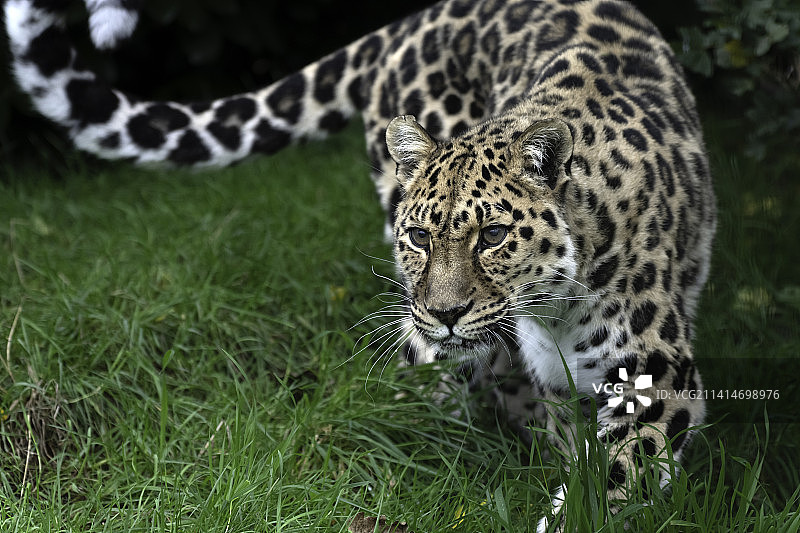 英国阿什福德斯马登田野上的东北豹特写图片素材