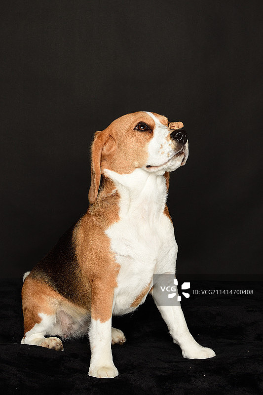 黑色背景下的比格犬特写，美国佛罗里达州圣露西港图片素材