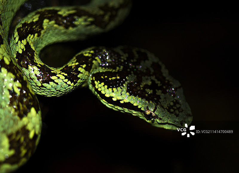 印度卡纳塔克邦蝰蛇特写，黑色背景图片素材