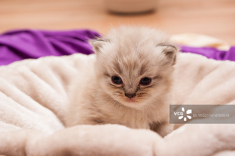 小猫在床上放松身心（印度尼西亚）图片素材