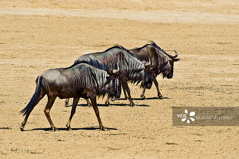 南非卡拉哈迪跨国公园：原野上水牛的侧视图图片素材