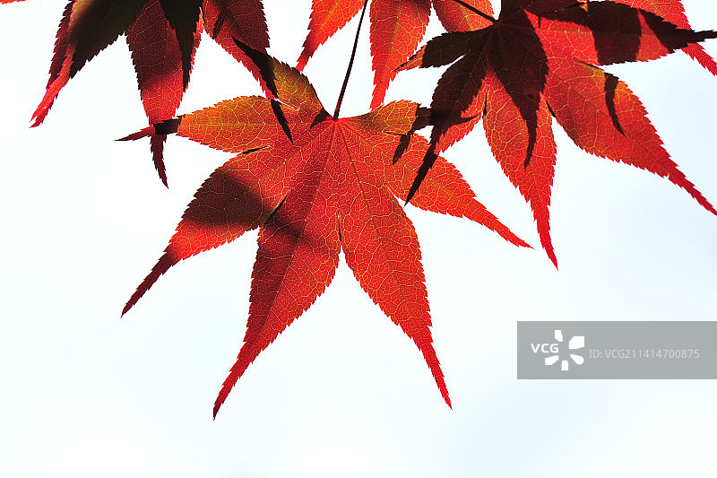 美国北卡罗来纳州皮斯加国家森林的枫叶特写图片素材