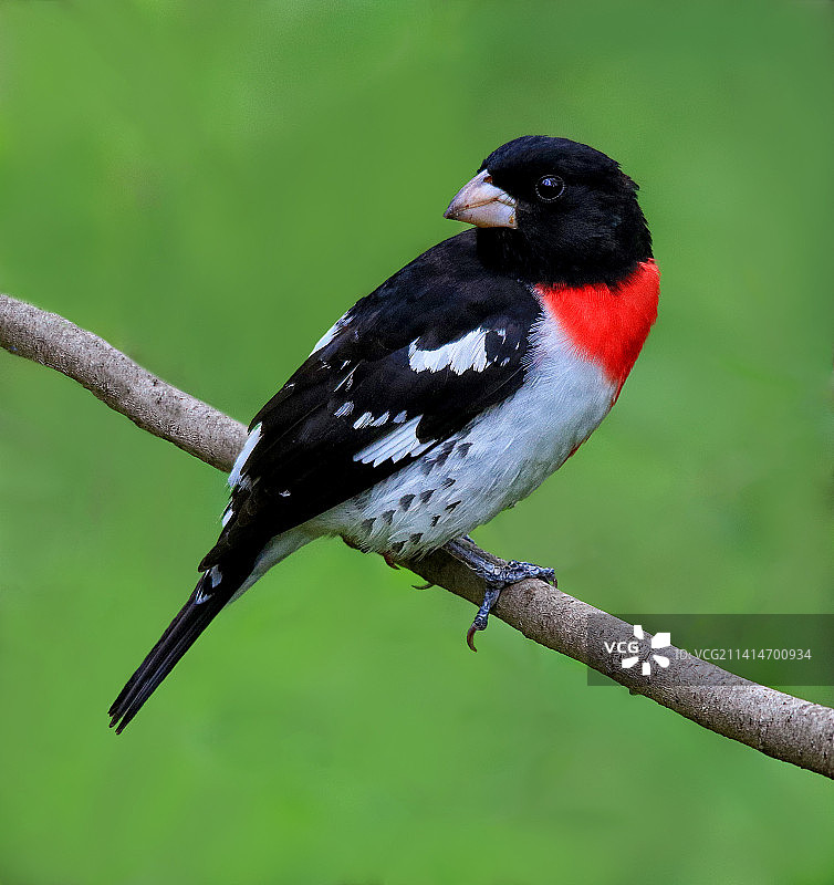 加拿大奥吉布瓦公园松雀特写图片素材