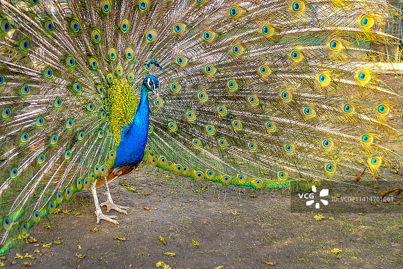 孔雀开屏：雄孔雀美丽的羽毛，俄罗斯图片素材