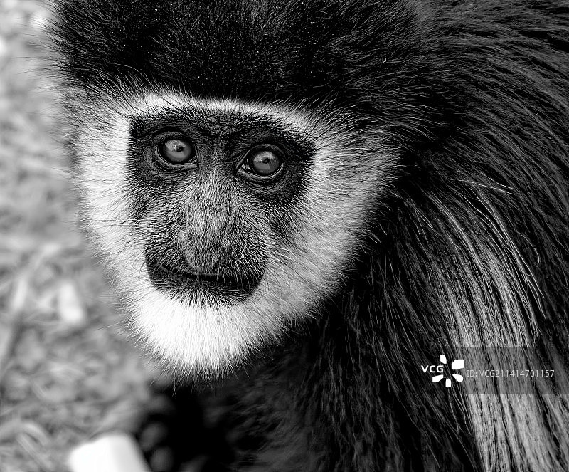 黑白疣猴的特写，法国图片素材