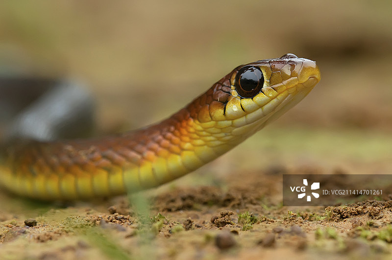 田野上的束带蛇特写，印度卡纳塔克邦阿古姆贝图片素材