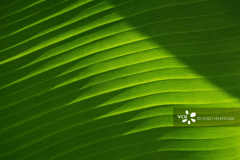 绿色香蕉叶纹理，异国情调叶子的对角线背景图片素材
