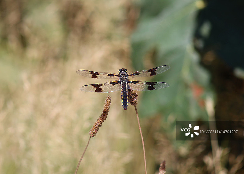 蜻蜓在加拿大不列颠哥伦比亚草花上休息图片素材