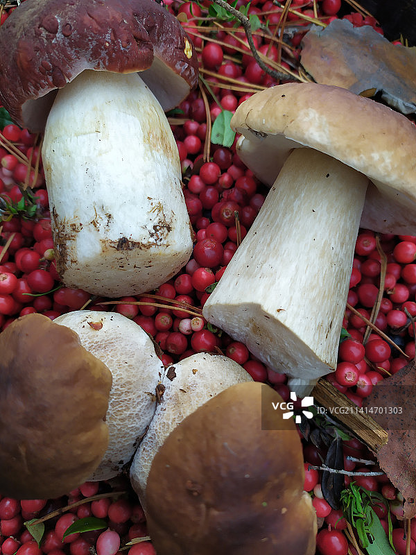夏季生长的美味白色蘑菇图片素材