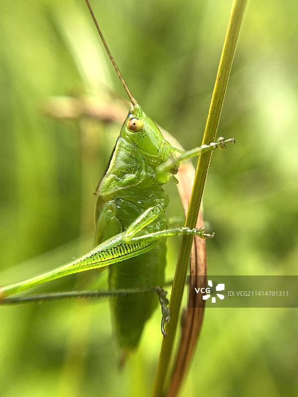 美国马萨诸塞州韦尔斯利植物上的蚱蜢特写图片素材