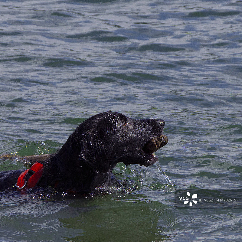 拉布拉多寻回犬在海中游泳的特写，波兰图片素材