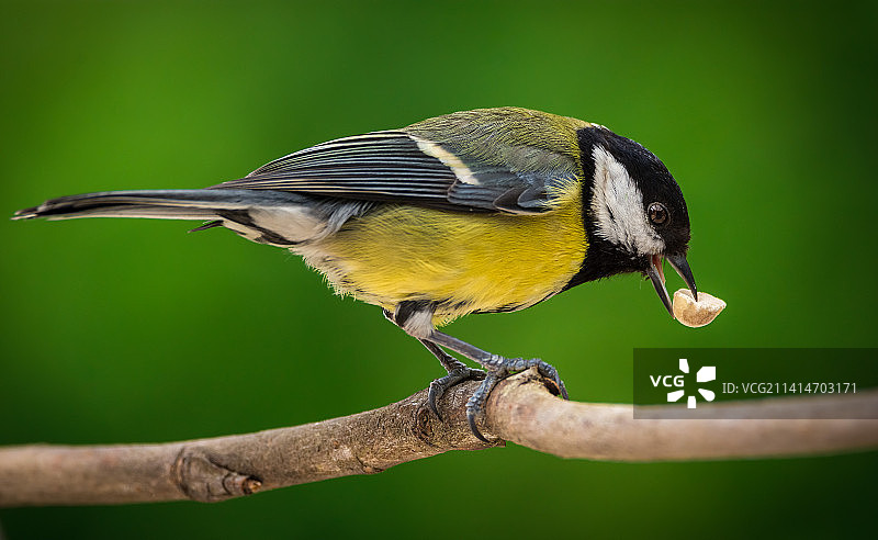 山雀栖息在树枝上的特写，德国多特蒙德图片素材