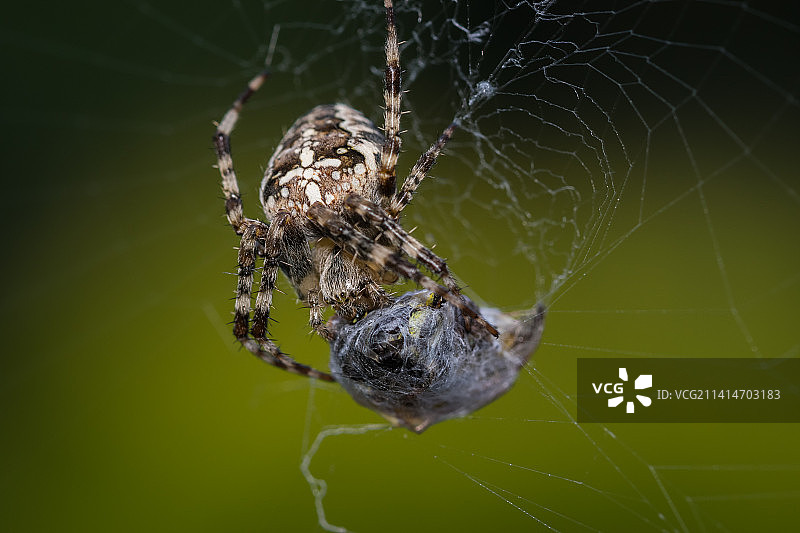 德国多特蒙德的蜘蛛结网特写图片素材