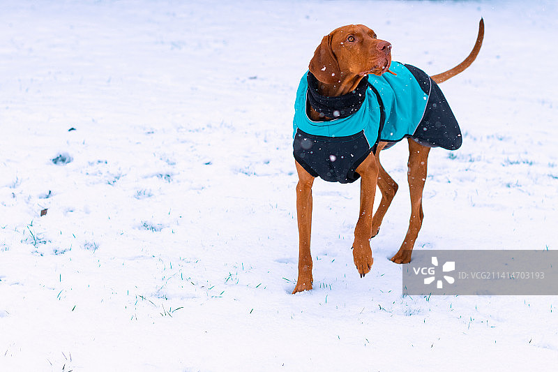 维兹拉犬穿着蓝色冬装，在斯洛伐克享受雪天图片素材