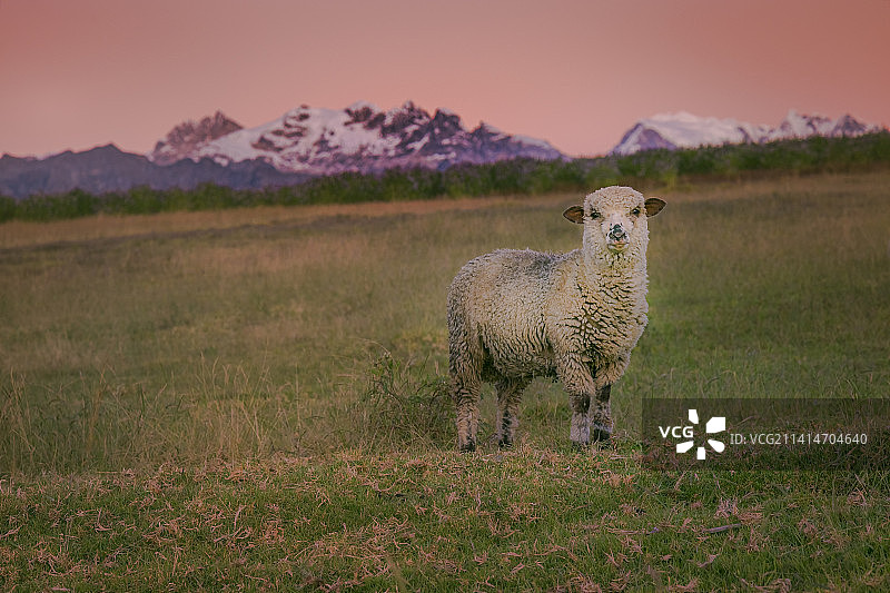 布兰卡山脉的孤独绵羊和瓦斯卡兰峰日出雪景图片素材