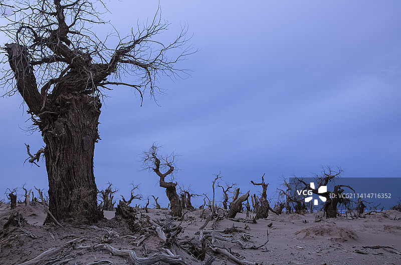 内蒙古额济纳旗黑城弱水胡杨风景区怪树林图片素材