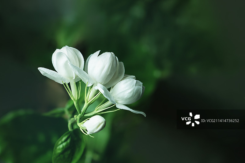 茉莉花的夏天图片素材