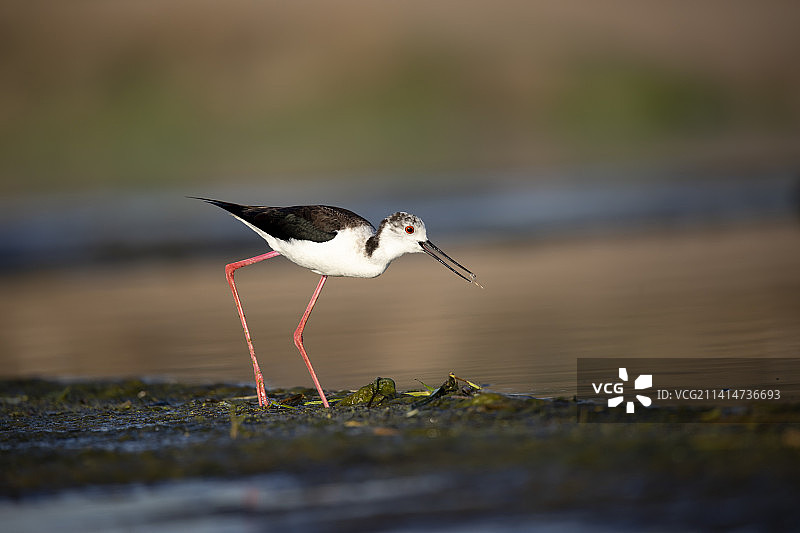 吃小鱼儿（黑翅长腿鹬）图片素材