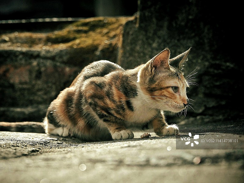 伺机而动（一只流浪猫）图片素材