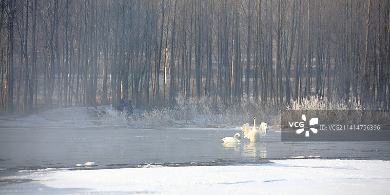 雾凇天鹅图片素材