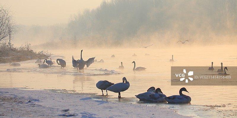 雾凇天鹅图片素材