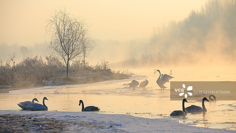 雾凇天鹅图片素材