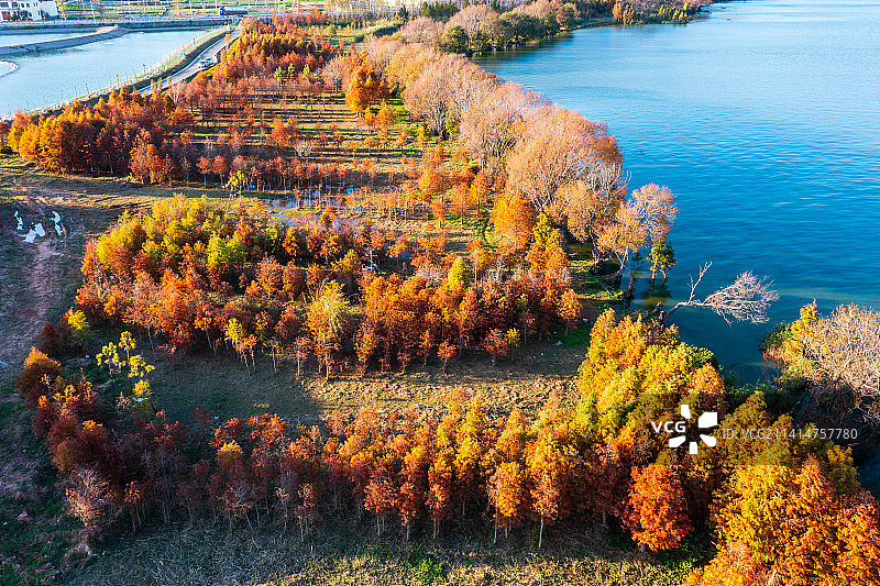 云南省玉溪市江川区星云湖国家湿地公园图片素材