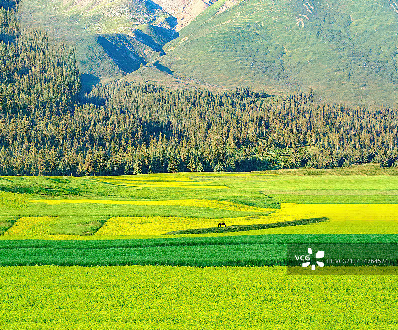 西部高山原野田地绿色原生态唯美仙境纯天然牧场环境优美小众农庄未开发旅游景点人迹罕至秋高气爽美好河山图片素材