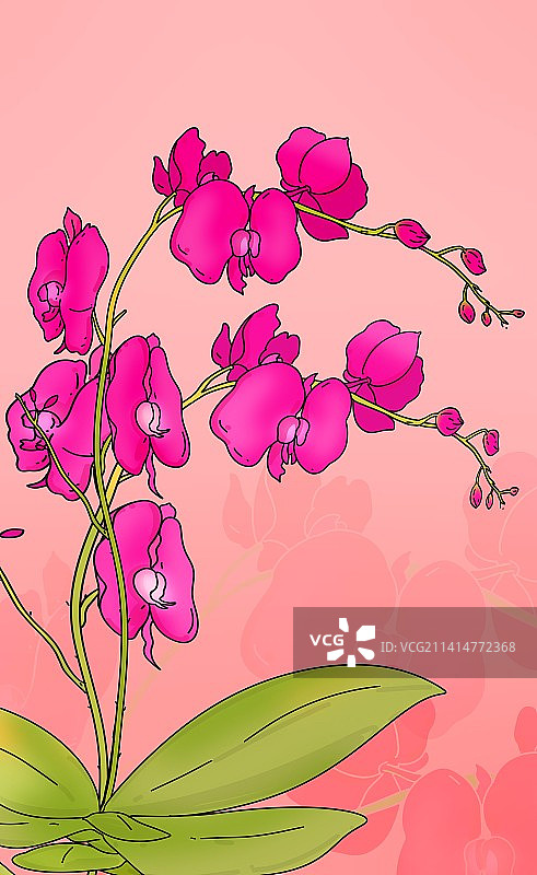 蝴蝶兰二十四节气花卉植物插画图片素材