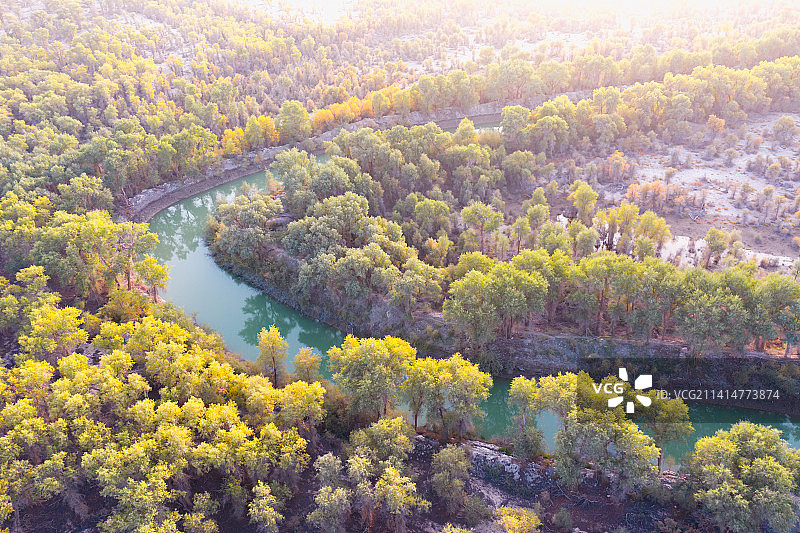 新疆塔里木胡杨林图片素材
